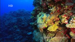 Coral Sea, frame from HDCAM high definition footage. by Pawel Achtel 